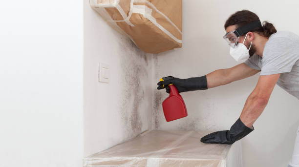 Professional Basement Mold Remediation technician working in Port Angeles, WA