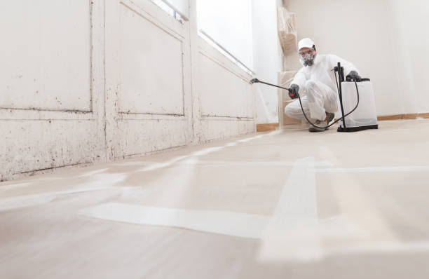 24/7 Emergency Basement Mold Remediation experts in Port Angeles, WA