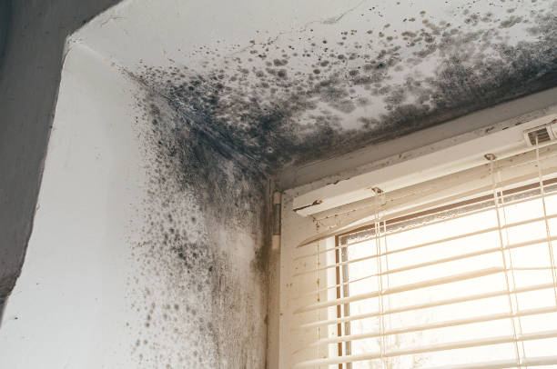 Affordable Basement Mold Remediation solutions in Port Angeles, WA
